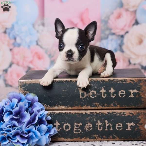 Jon, Boston Terrier Puppy